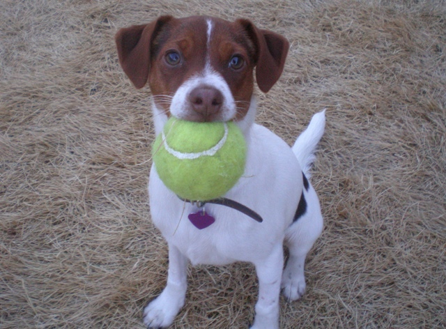 Sussi with ball