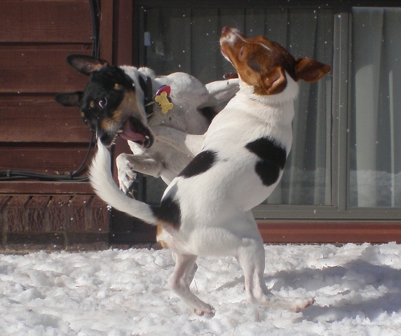 Sussi play with Maddy