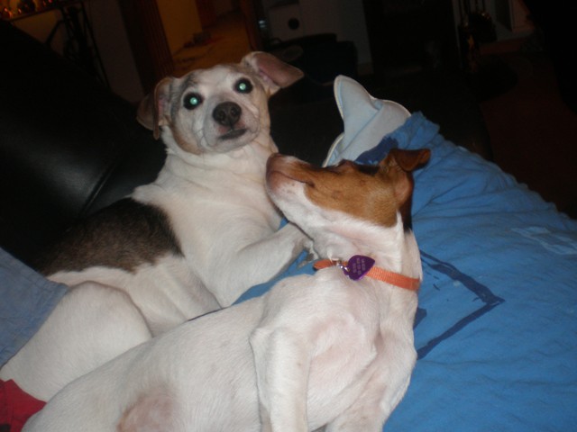 Sussi and Stump