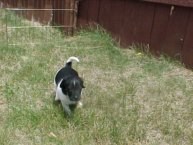 Cheyenne run outside