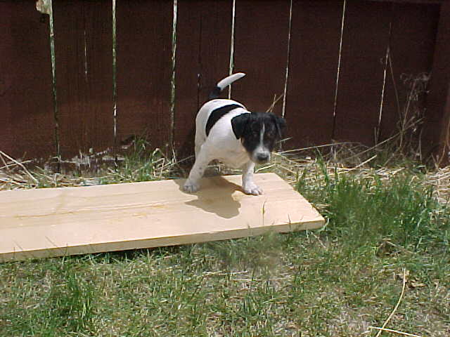 Shoshone on board