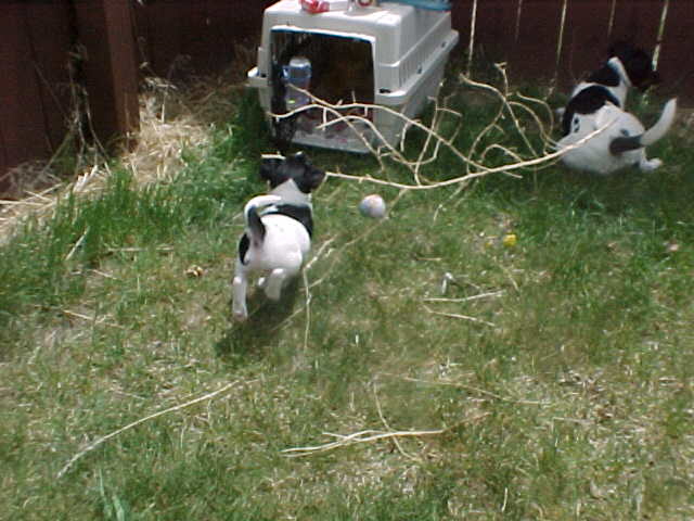 Shawnee with stick