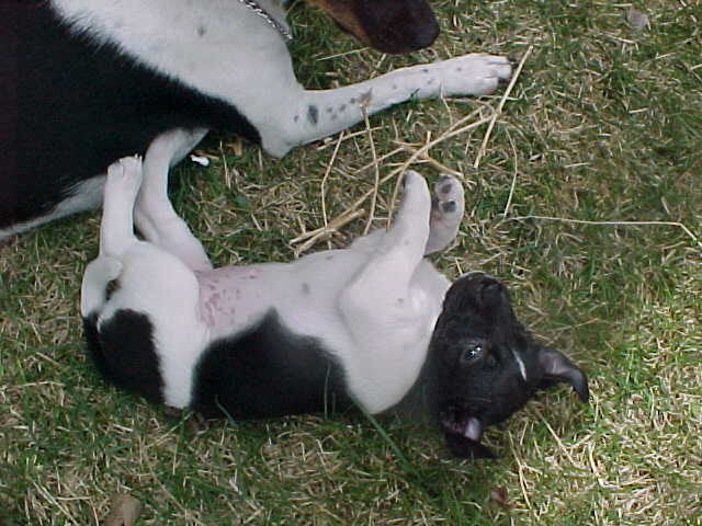 Cheyenne roll in grass