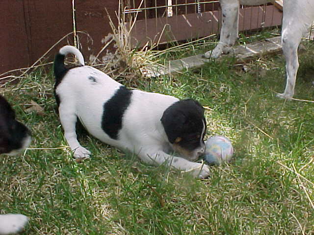 Shoshone ball outside