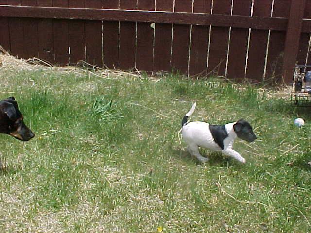 Shawnee run outside