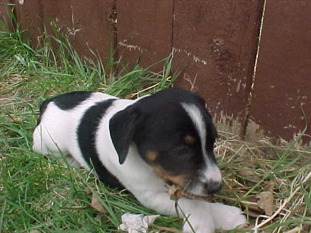 Sioux leaf outside