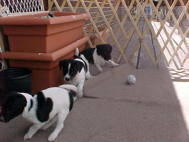 3 pups on deck