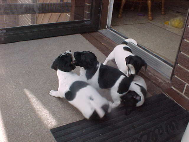 4 pups play on deck