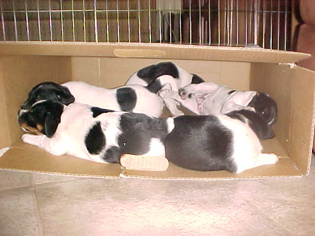 Puppies In Box