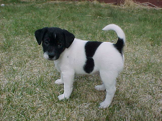 Arapahoe 6wks