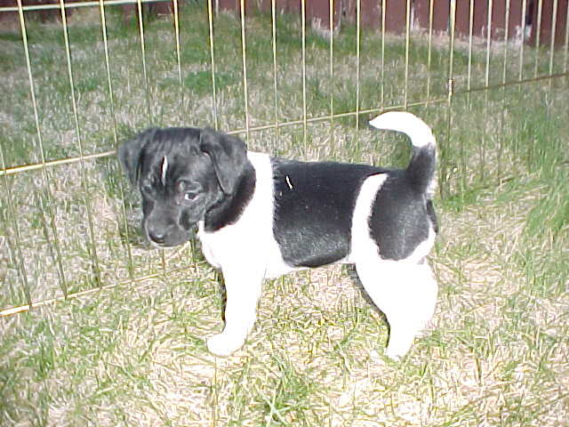 Cheyenne 6wks