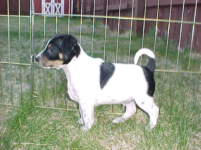 Shoshone 6wks
