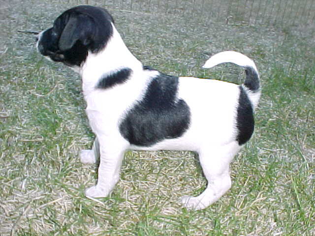 Shawnee 6wks