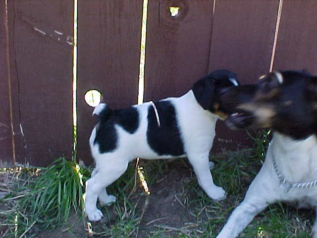 Sioux 6wks