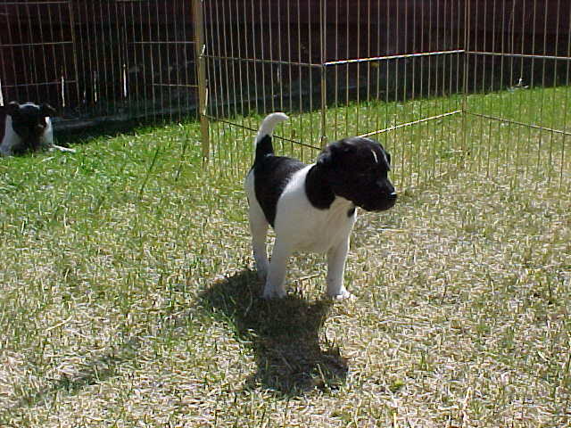 CheyenneFront6wks
