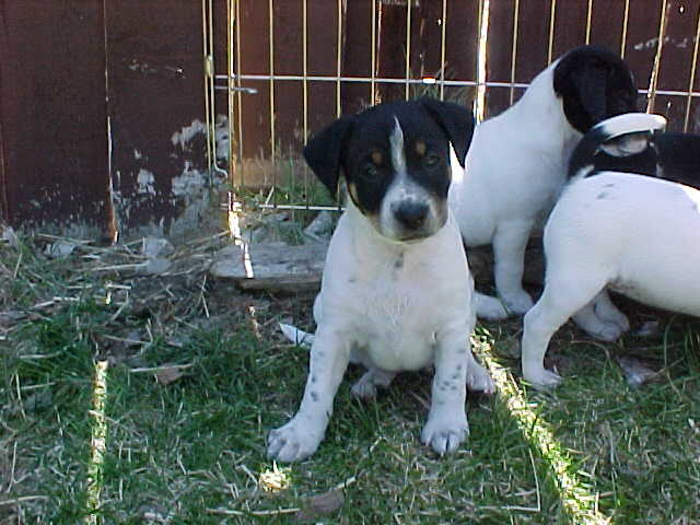 ShoshoneFront6wks