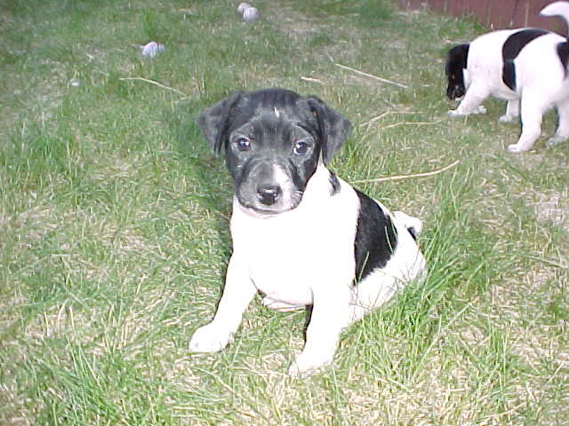ShawneeFront6wks