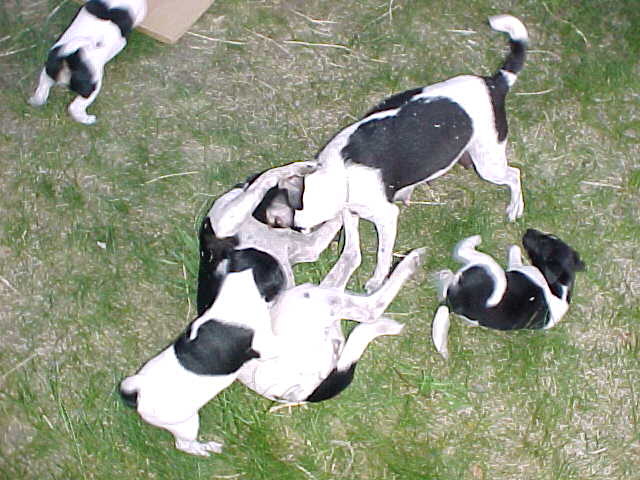 Girls&pups play
