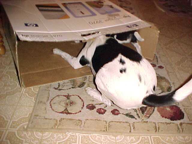 KikkaPupsBoxWk7