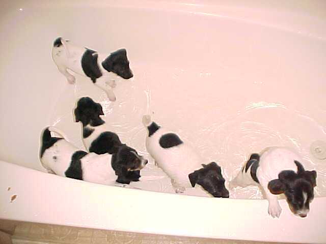 Pups In TubWK7