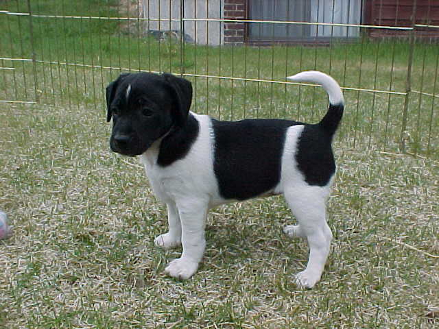 Cheyenne 7wks stand