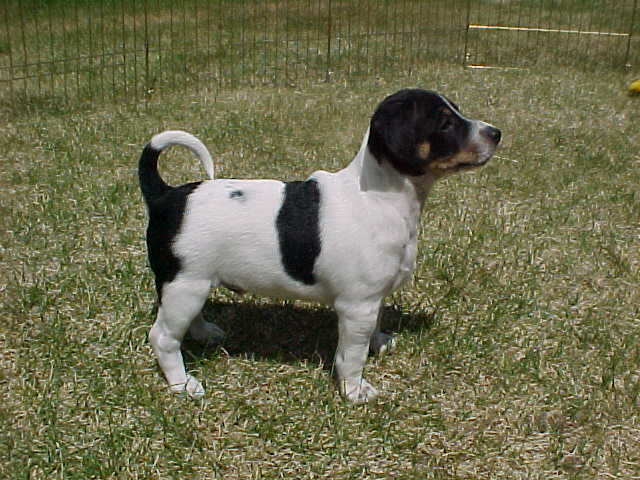 Shoshone 7wks stand