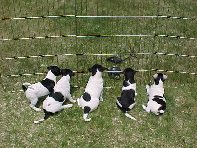 Looking for mama
