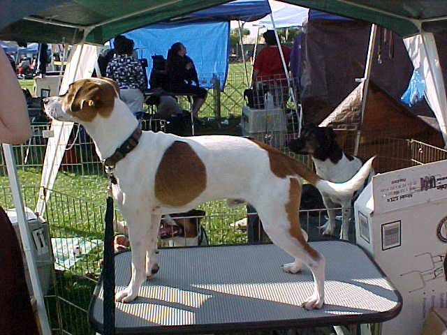 Woody on table