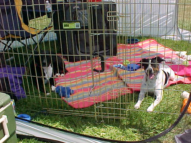 Max and Bailey camp