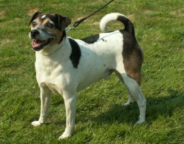 Tahoe Skovsoe's Pipino