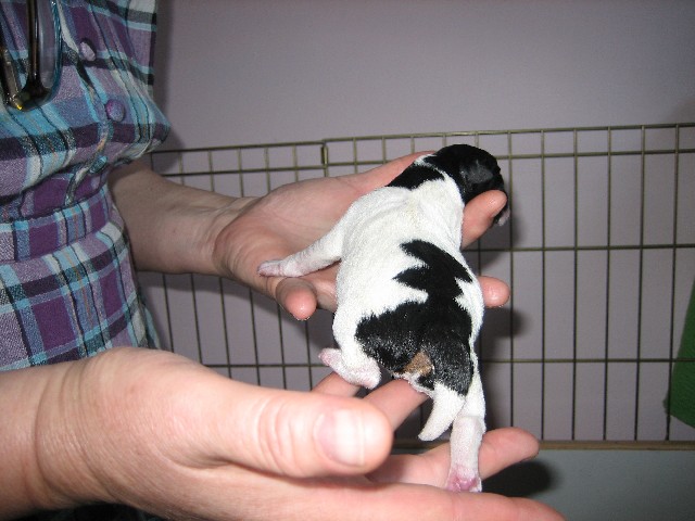 US puppy 54