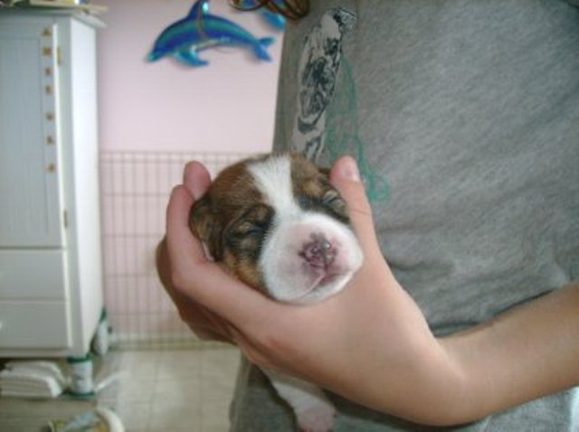 Daisy 1 week