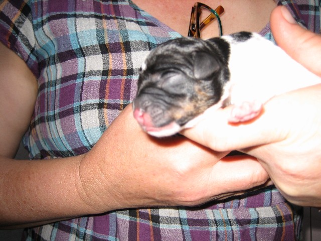 US puppy 54