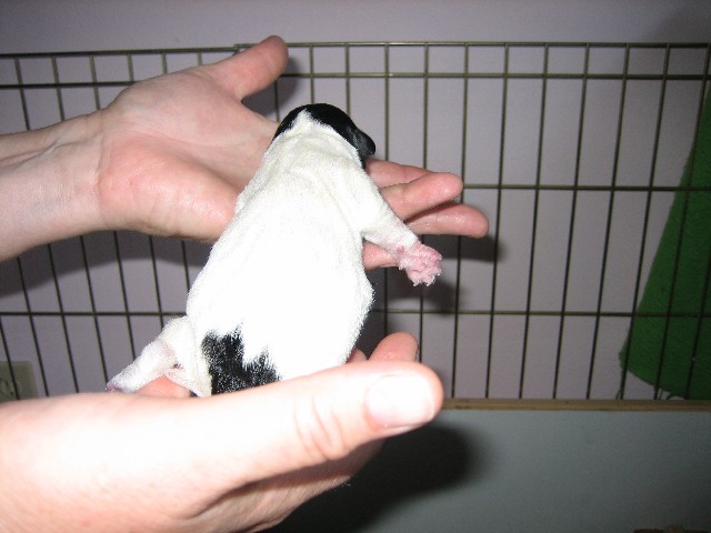 US puppy 55
