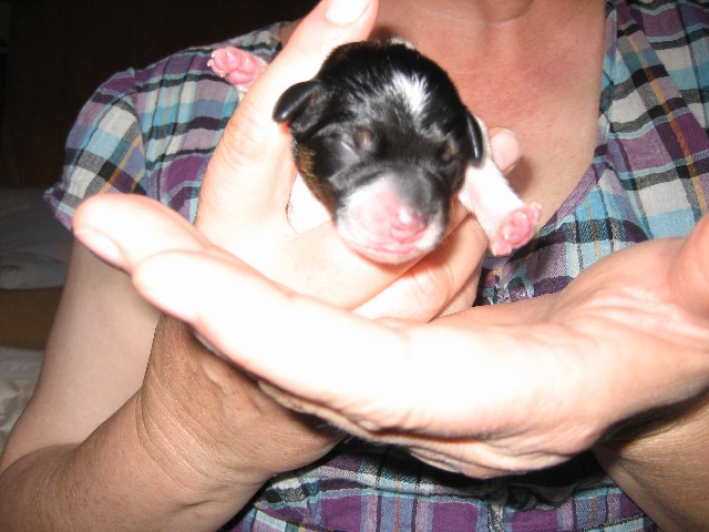 US puppy 55
