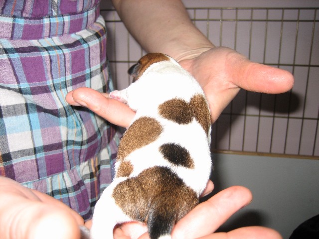 US puppy 56