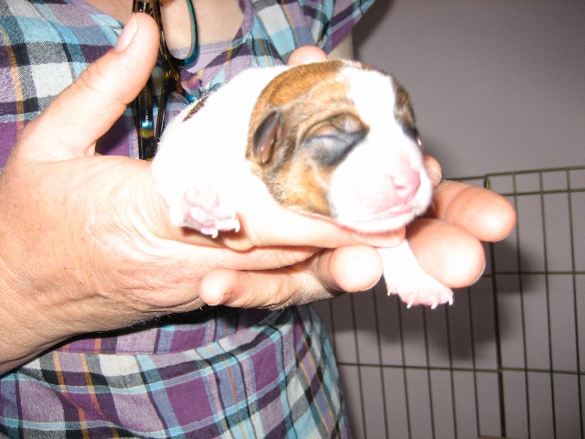 US puppy 56