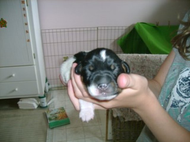 Ali 1 week
