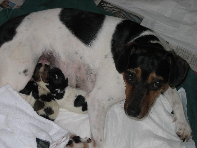 CJ with her 3 pups