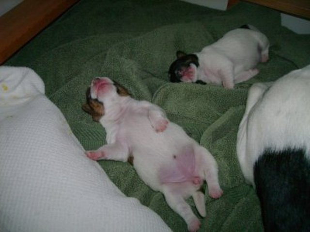 Belly-up