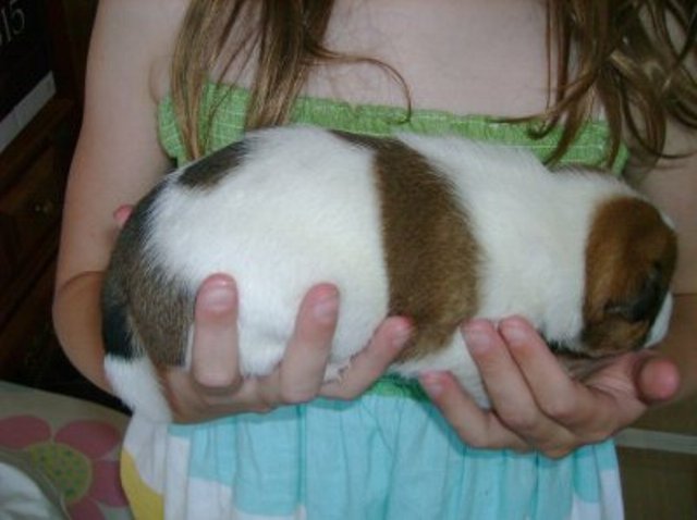 Daisy 2 weeks side