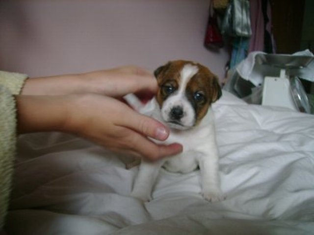 Daisy 3 weeks old
