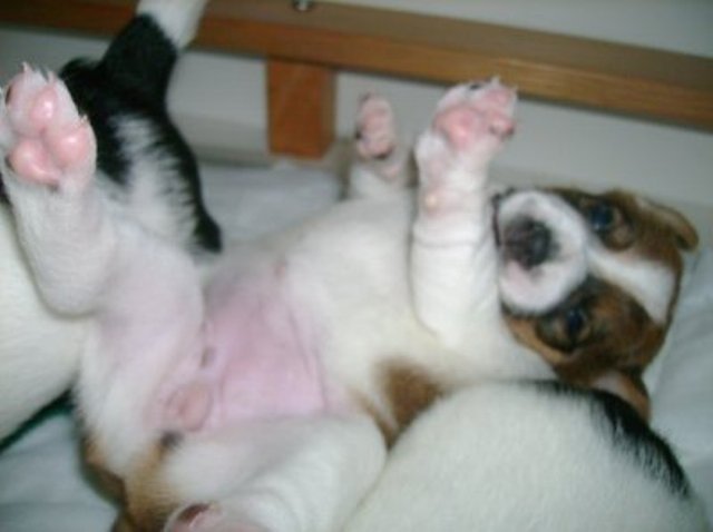 Daisy rolls