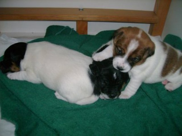 Nell Ali and Daisy