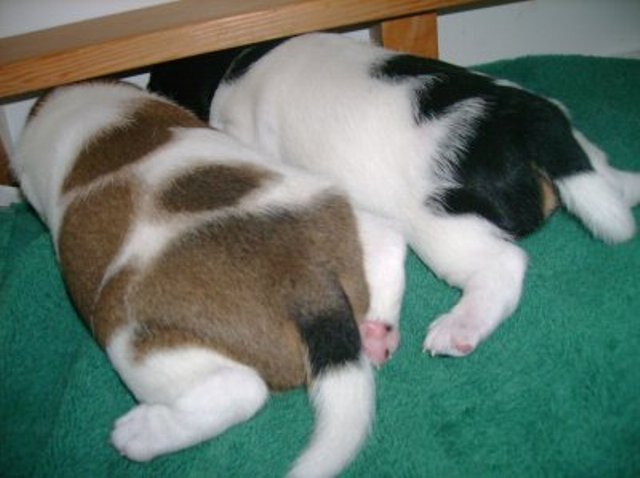 Daisy and Ali