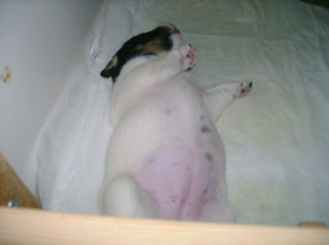 Nell belly-up