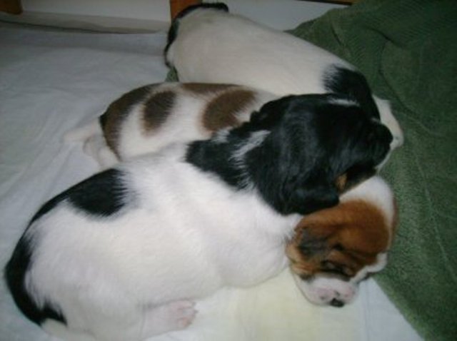 puppy pile