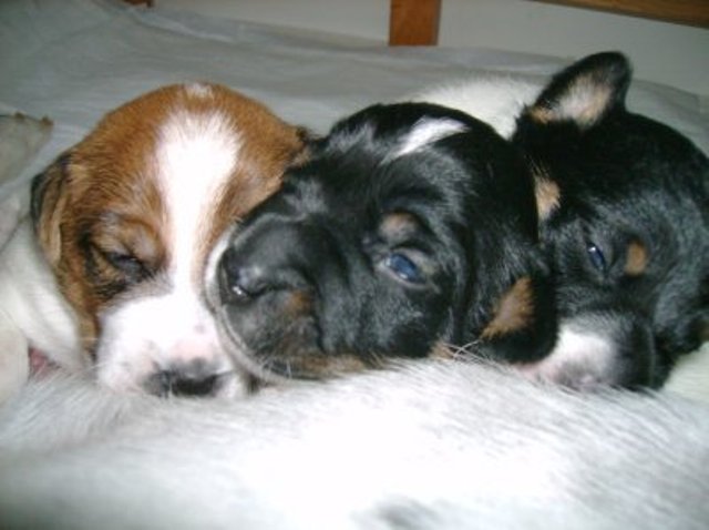 Daisy Nell and Ali