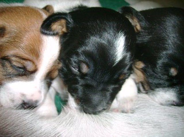 Daisy Ali and Nell