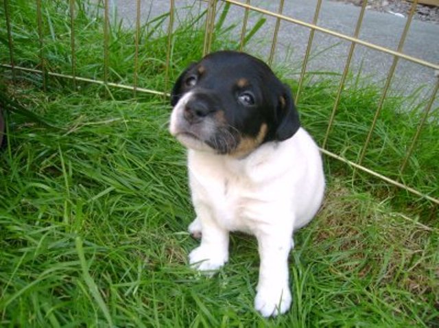 Nell 4 weeks